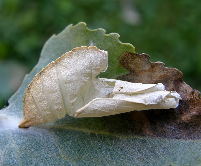 Apatura