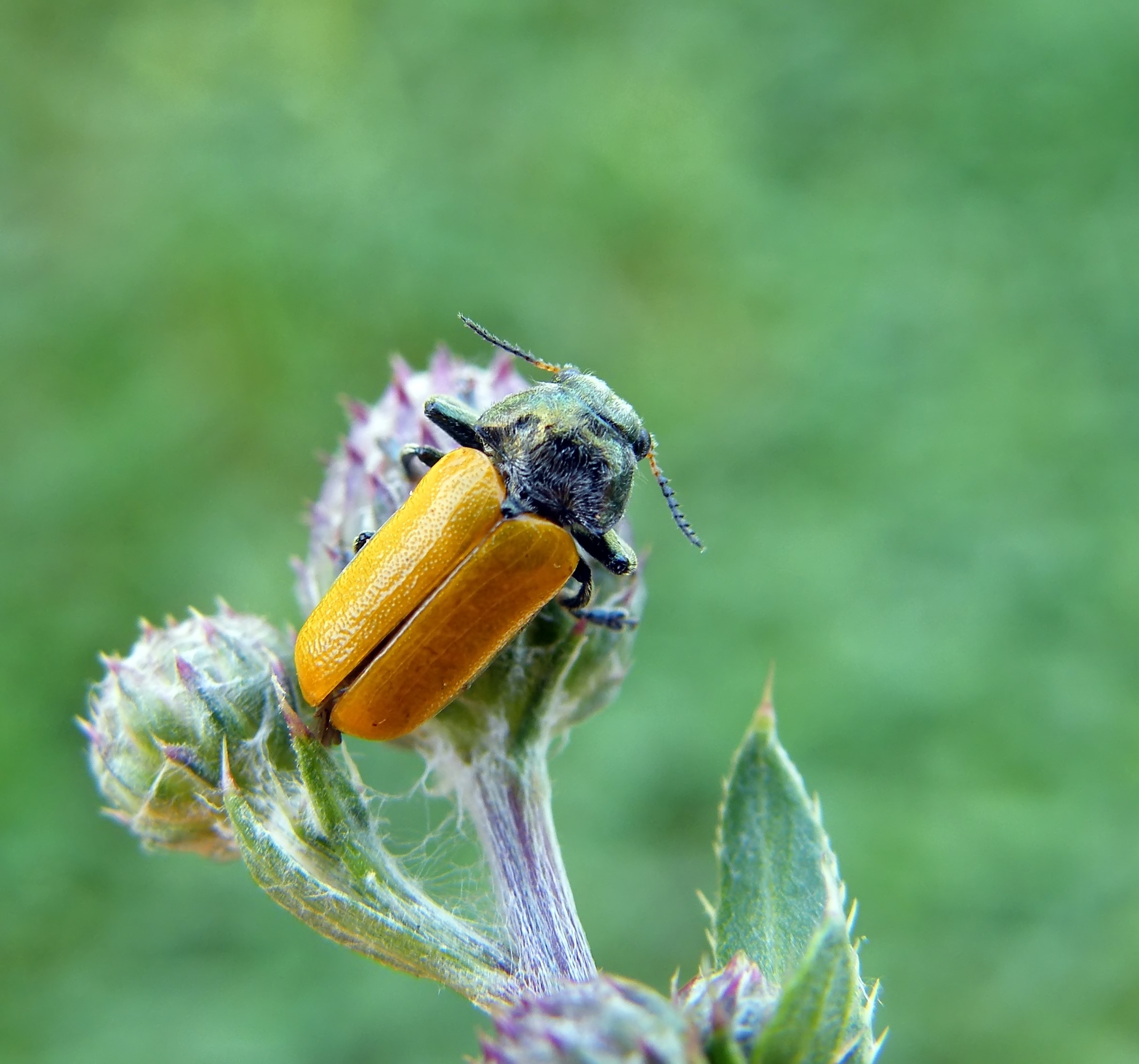 Labidostomis pallidipennis - szőröshátú zsákbogár
