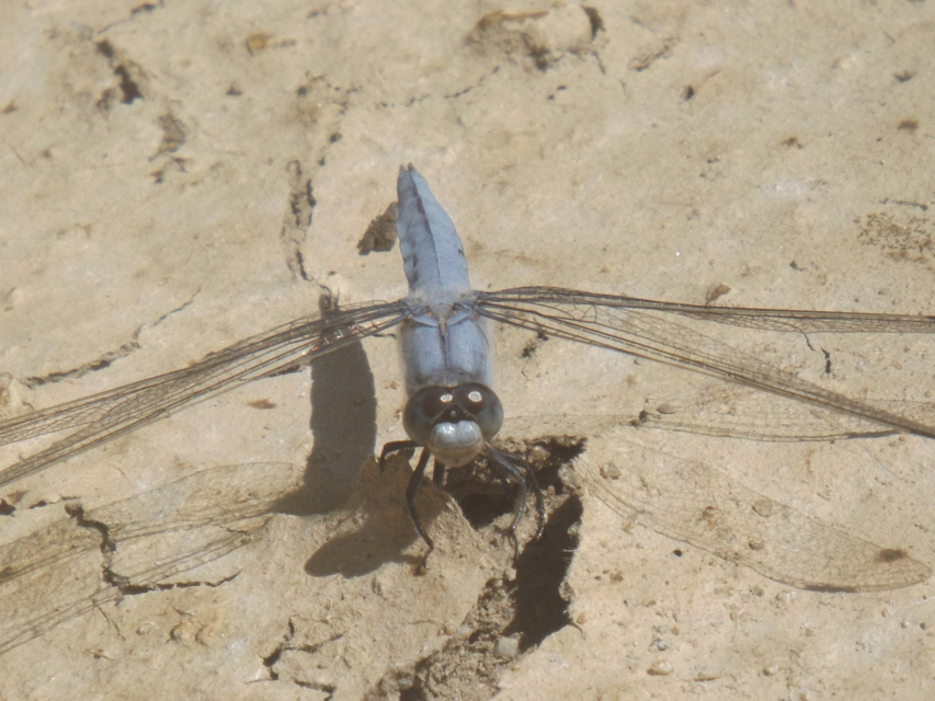 Orthetrum brunneum - pataki pásztorszitakötő