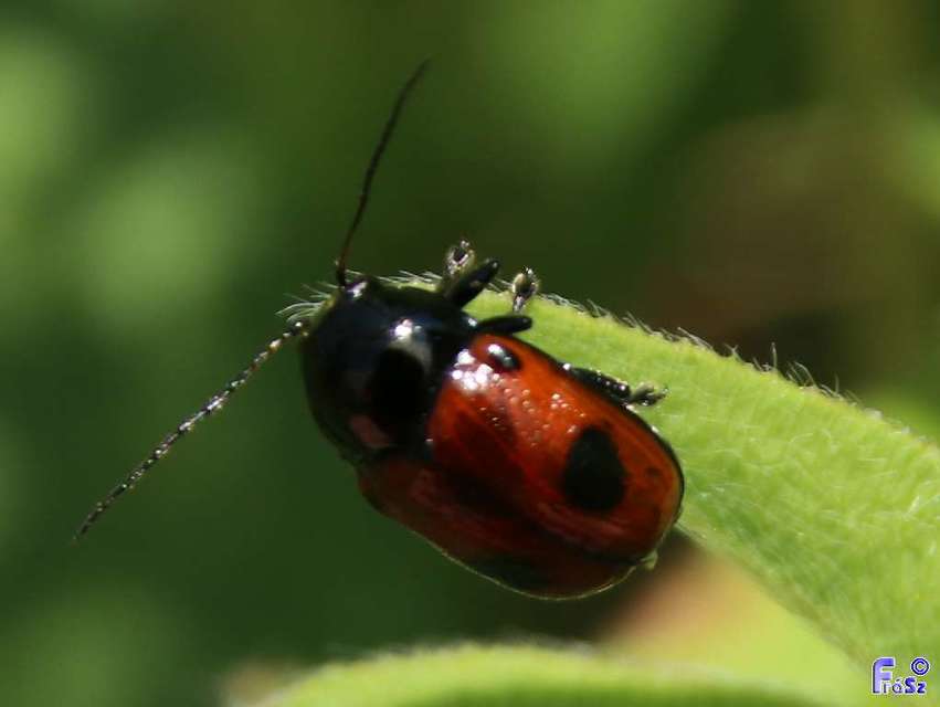 Cryptocephalus bipunctatus - kétpettyes zömökbogár