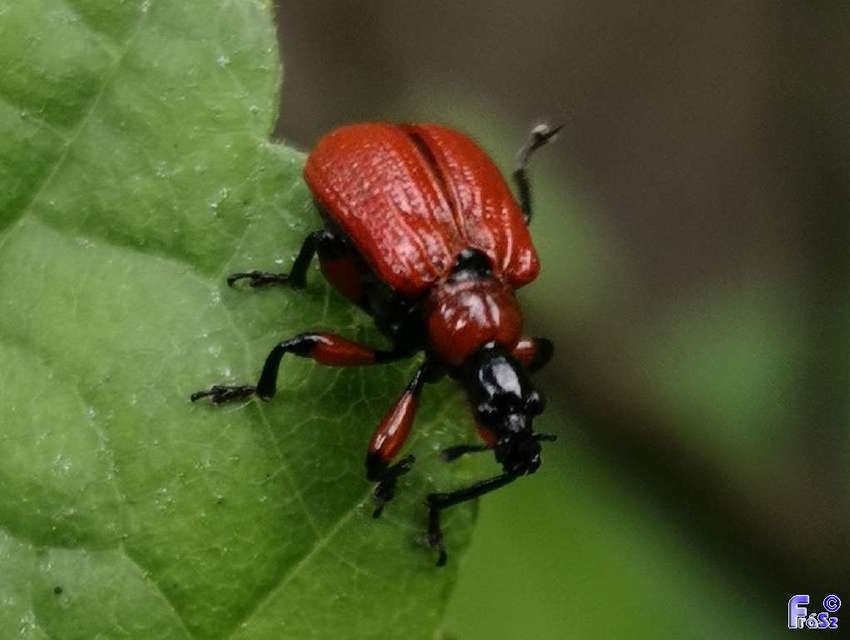 Apoderus coryli - mogyoró-levélsodró