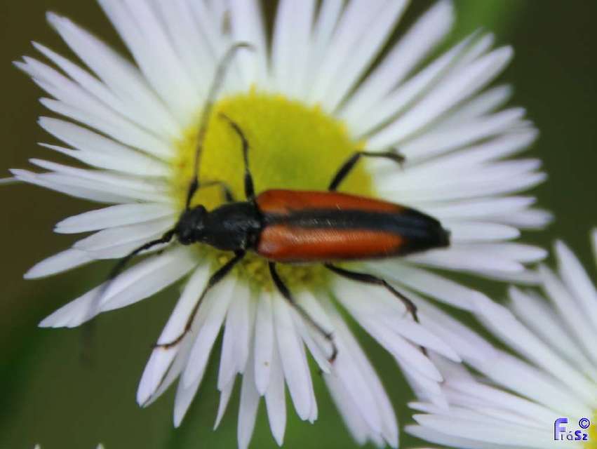 Stenurella melanura - feketevégű karcsúcincér