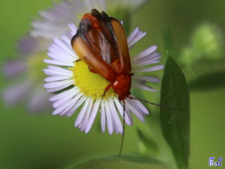 Rhagonycha fulva - feketevégű lágybogár