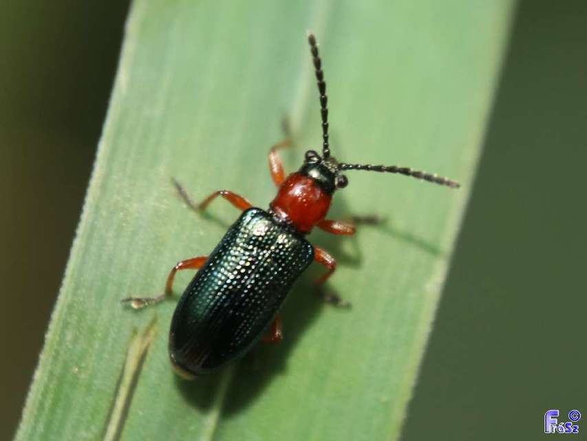 Oulema melanopus/duftschmidi