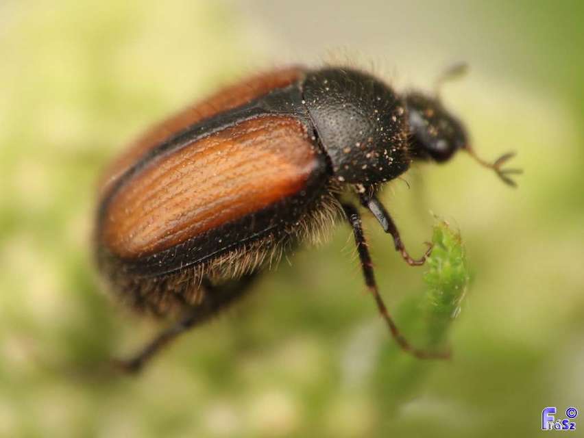 Omaloplia nigromarginata - szegélyes kiscserebogár