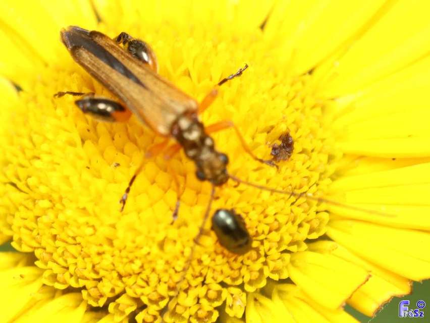 Oedemera podagrariae - székfű-álcincér