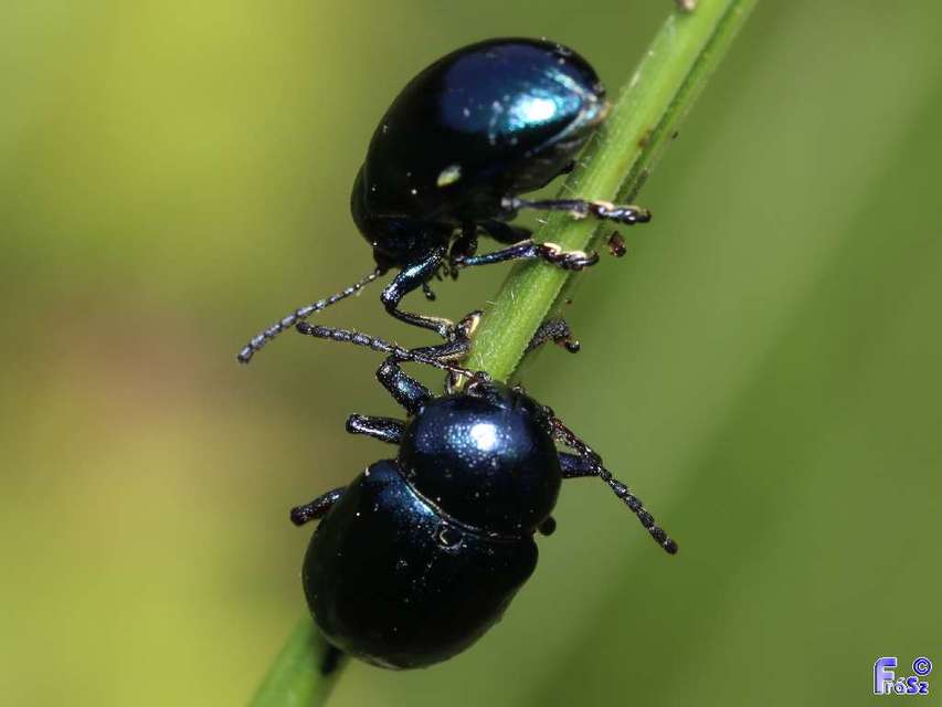 Chrysochus asclepiadeus - tündöklő méreggyiloklevelész