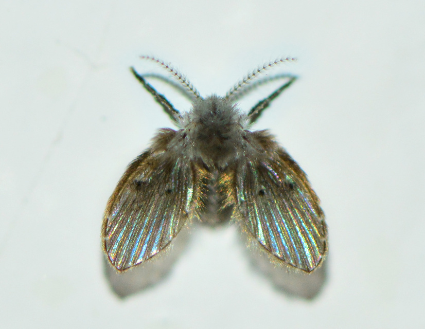Clogmia albipunctata