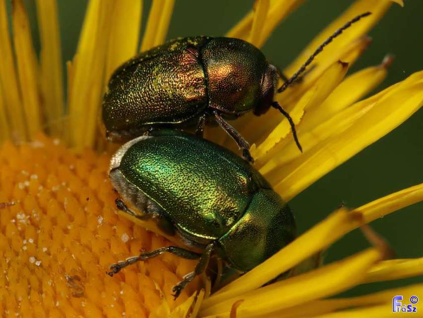 Cryptocephalus sericeus - nagy fészkesbogár
