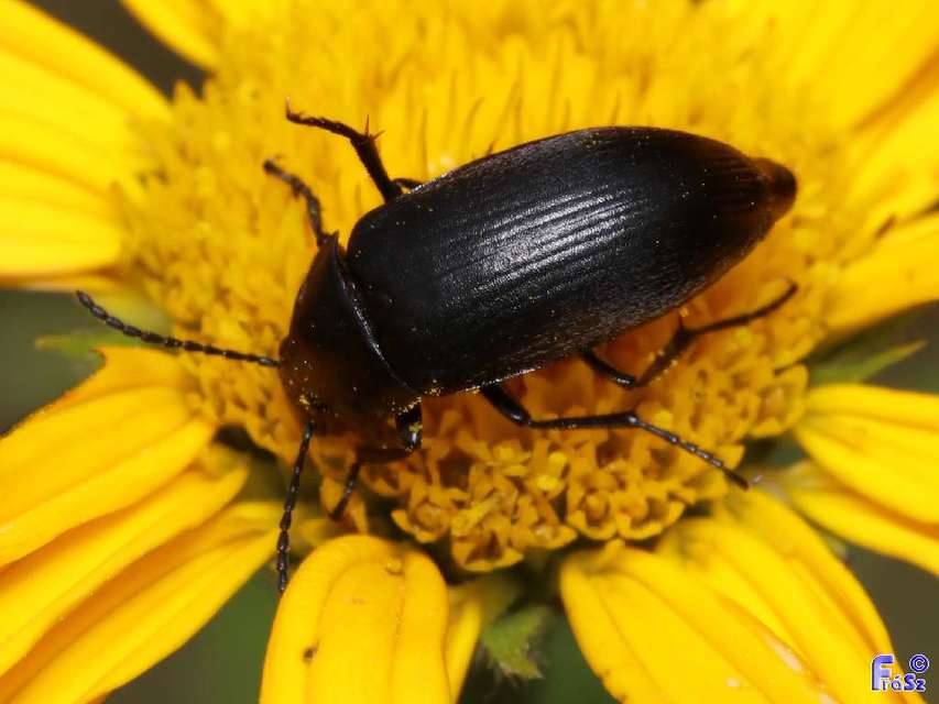 Podonta nigrita - szerecsenbogár