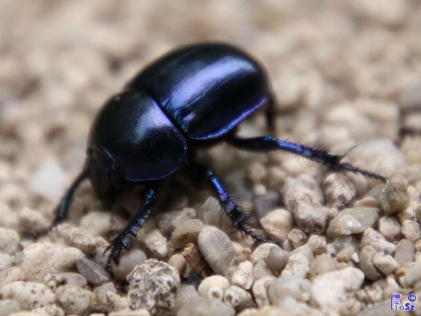Trypocopris vernalis - tavaszi álganéjtúró