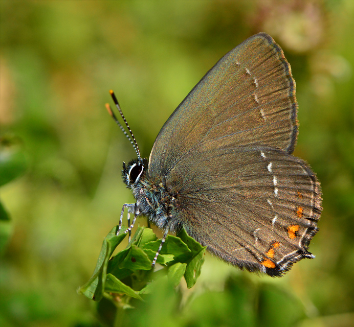 Satyrium ilicis - tölgyfa-csücsköslepke