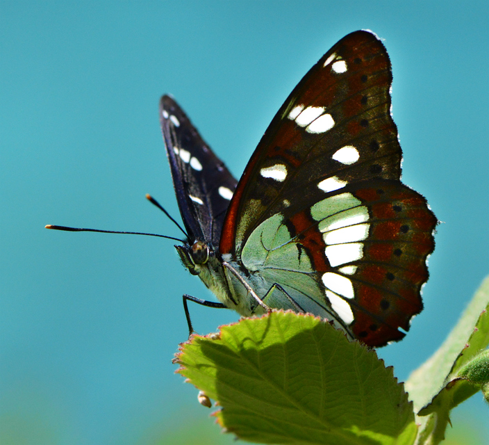 Limenitis reducta - kék lonclepke