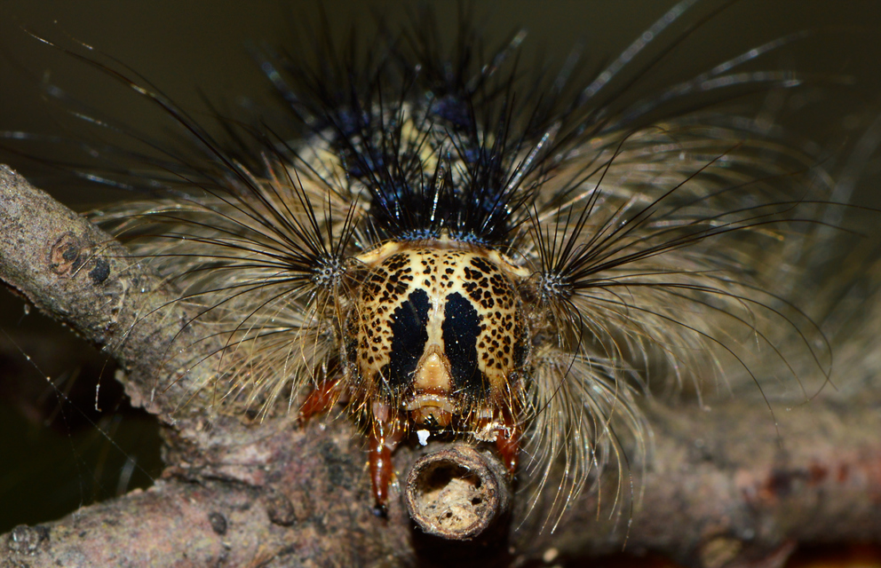 Lymantria dispar - gyapjaslepke