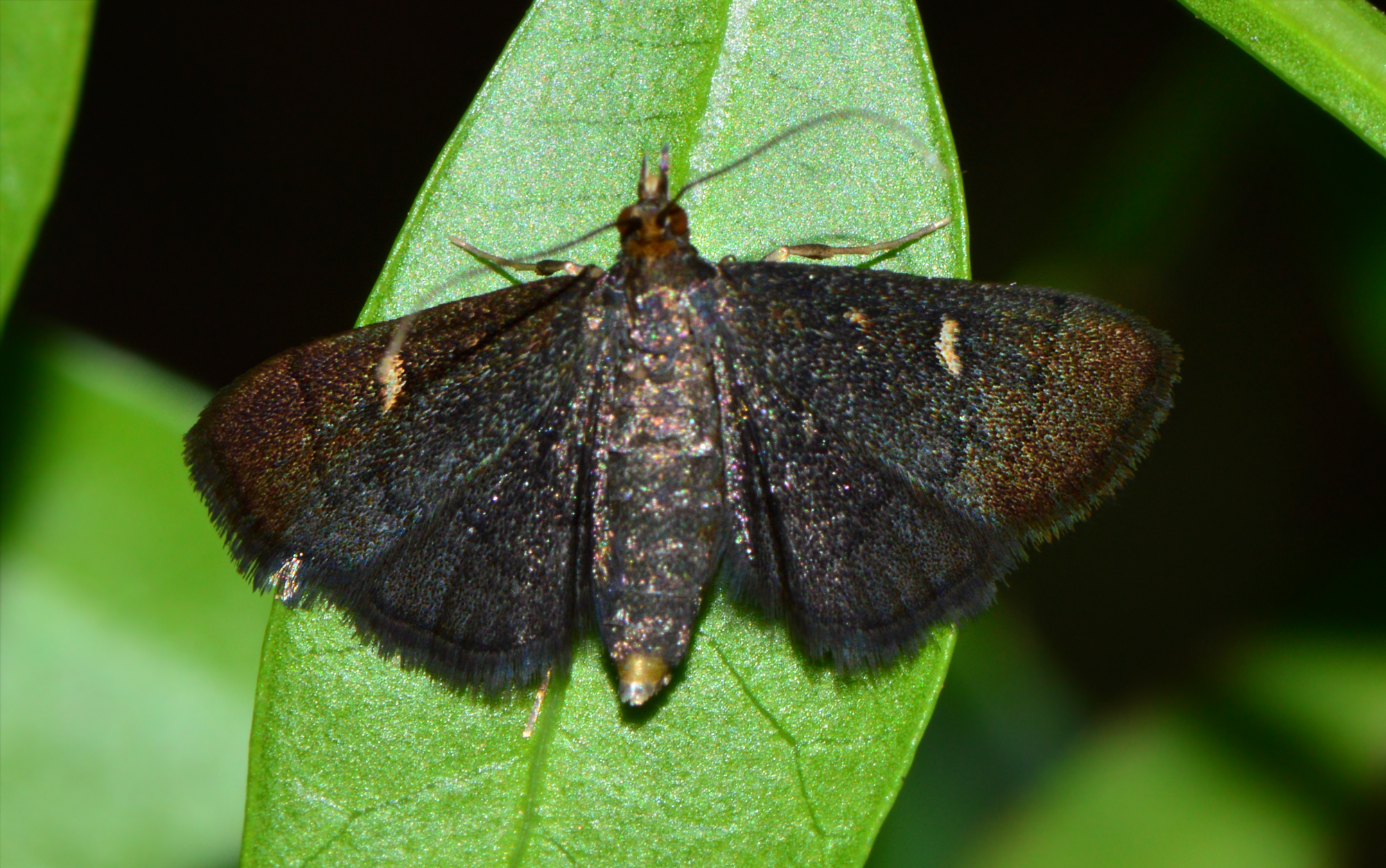 Dolicharthria stigmosalis - balkáni tűzmoly