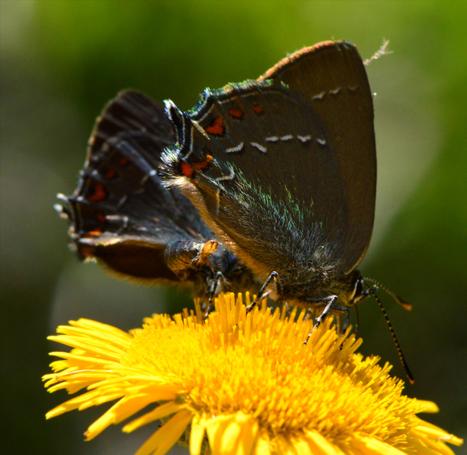 Satyrium ilicis - tölgyfa-csücsköslepke