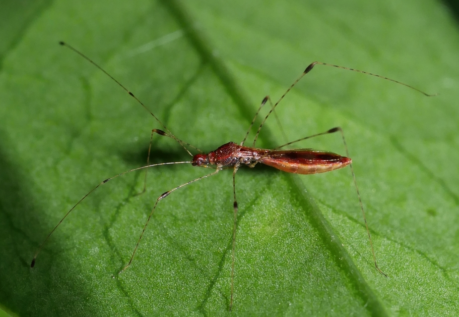 Metatropis rufescens - varázslófű-szúnyogpoloska