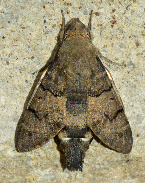 Macroglossum stellatarum - kacsafarkú szender