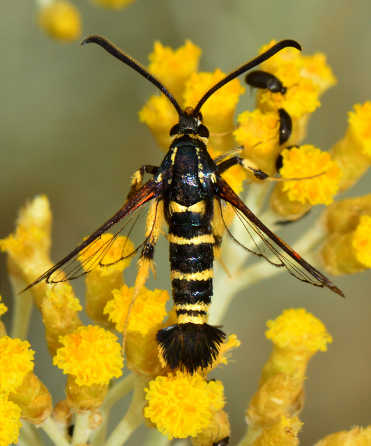 Synanthedon vespiformis - darázsszitkár