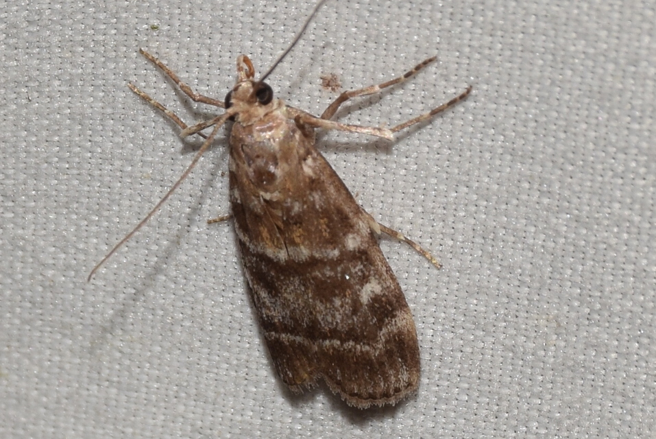 Dioryctria sylvestrella - tobozrágó karcsúmoly