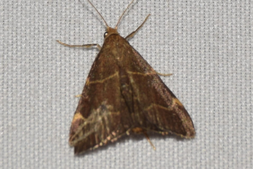 Hypsopygia rubidalis - vörös fényilonca