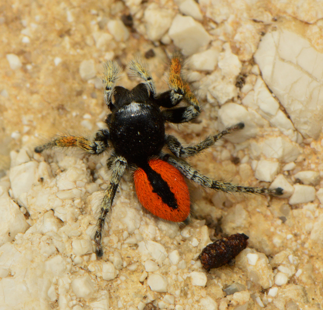 Philaeus chrysops - piros ugrópók