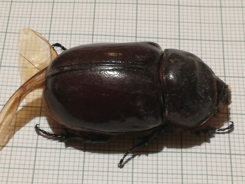 Oryctes nasicornis - orrszarvú bogár