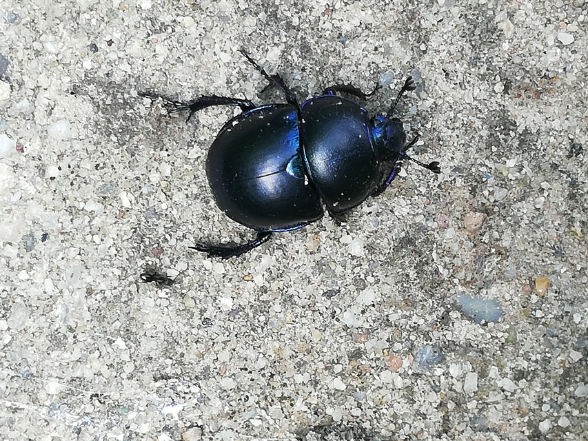 Trypocopris vernalis - tavaszi álganéjtúró