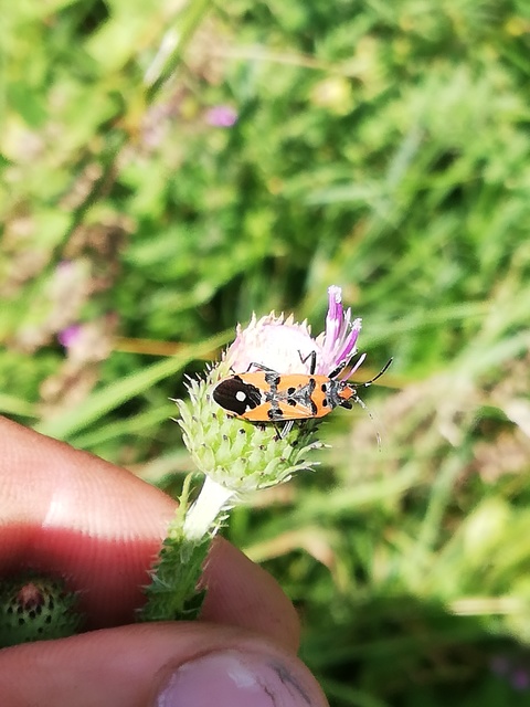Lygaeus equestris/simulans
