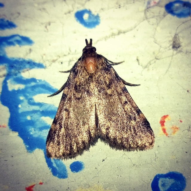 Aglossa pinguinalis - zsiradékmoly