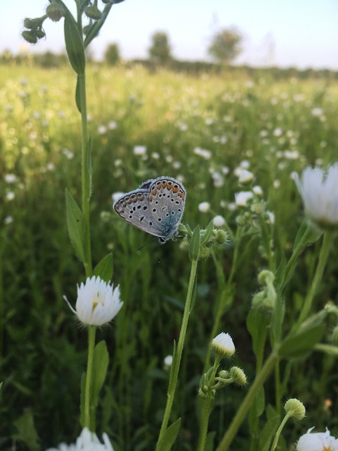 Polyommatus icarus - közönséges boglárka