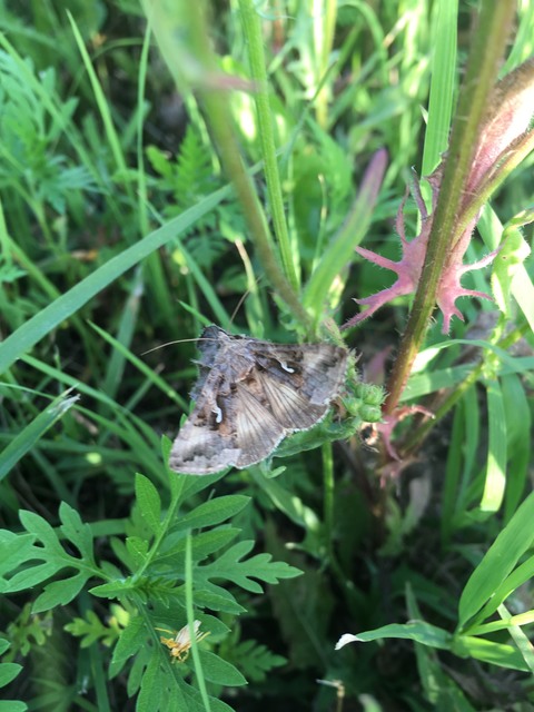 Autographa gamma - gammalepke