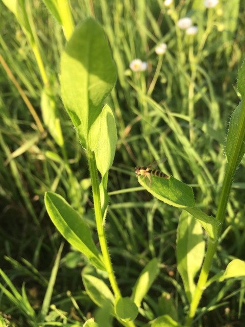 Sphaerophoria