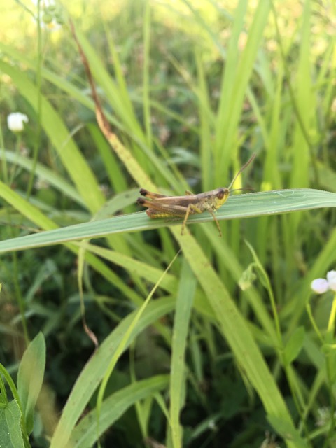 Pseudochorthippus parallelus - közönséges rétisáska