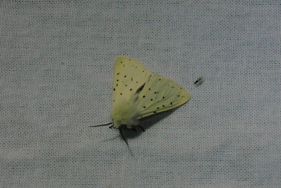 Spilosoma lubricipedum - tejszínű medvelepke
