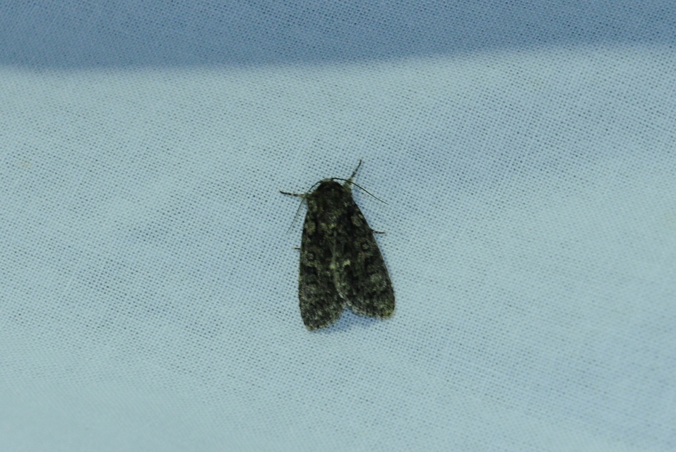 Acronicta rumicis - sóska-szigonyosbagoly