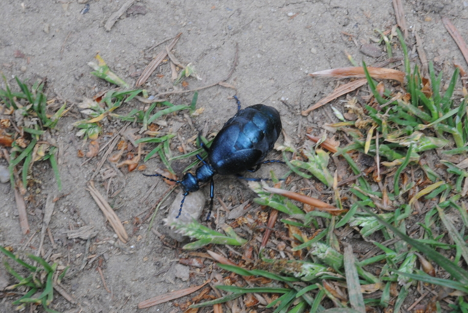 Meloe violaceus - kék nünüke