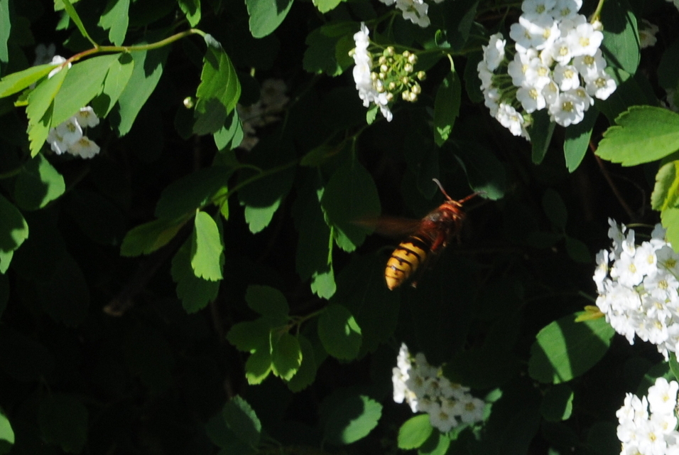 Vespa crabro - lódarázs