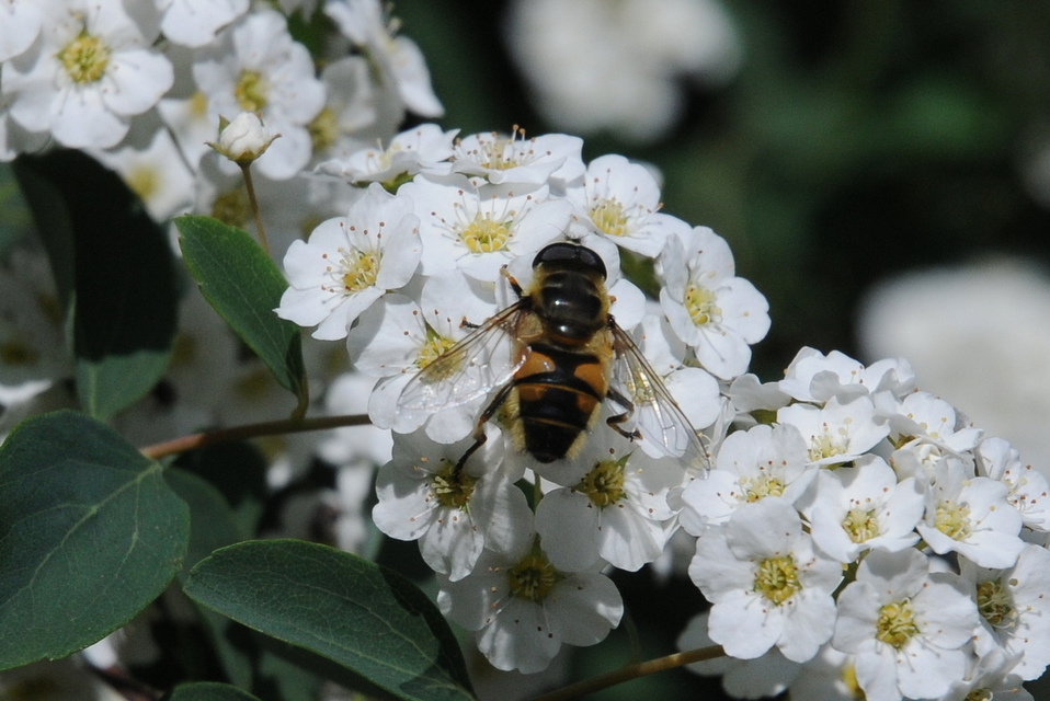 Myathropa florea - halálfejes odúlégy