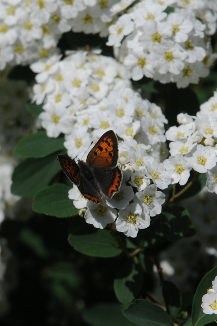 Lycaena phlaeas - közönséges tűzlepke