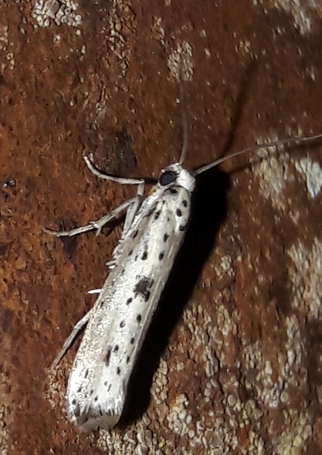 Yponomeuta plumbella - pókhálós bengemoly
