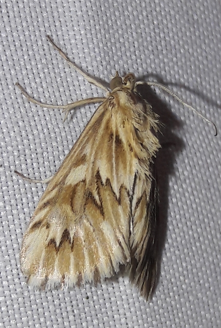 Cynaeda dentalis - gyakori ciframoly
