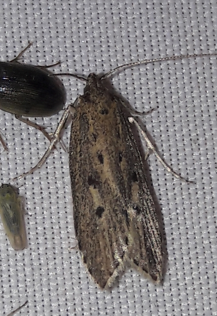 Atremaea lonchoptera - magyar nádmoly