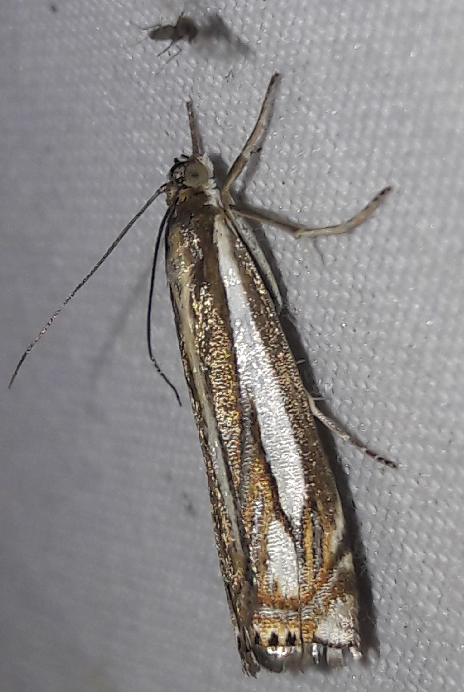 Crambus ericella - fenyéres fűgyökérmoly