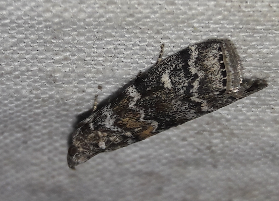 Dioryctria