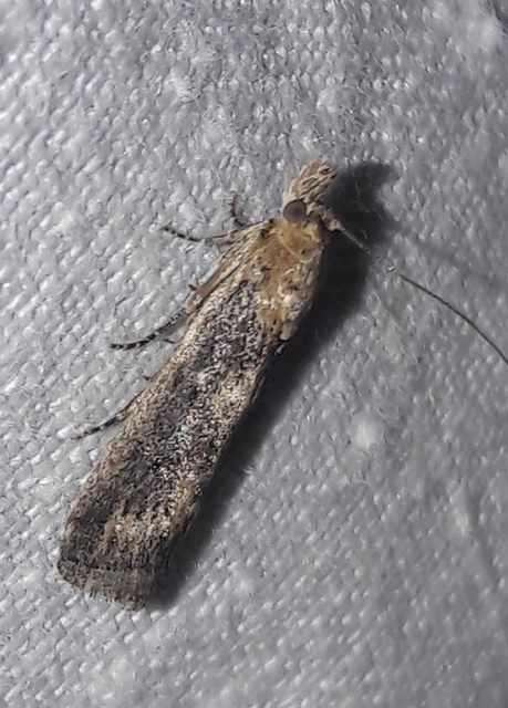 Isauria dilucidella - sziki karcsúmoly