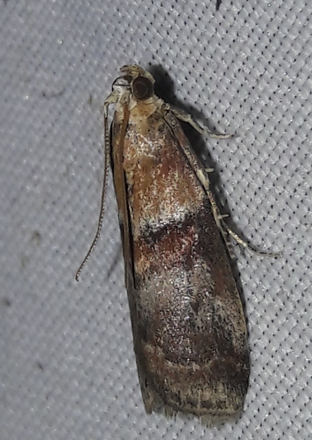 Acrobasis repandana - tarkamintás karcsúmoly