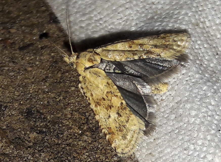 Aethes williana - gyopár-fúrómoly