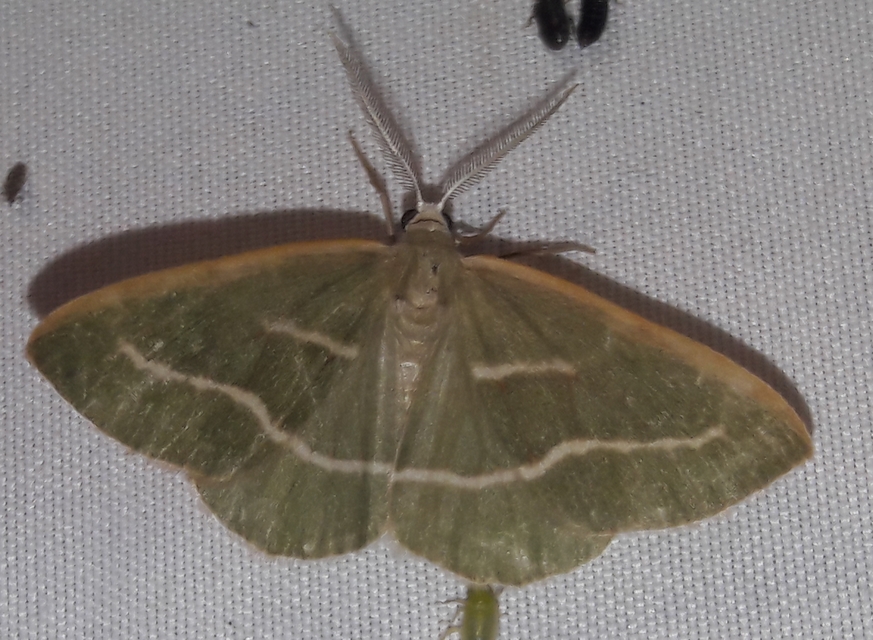 Hylaea fasciaria - erdeifenyő-sávosaraszoló