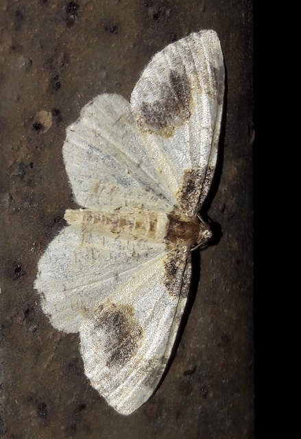 Ligdia adustata - barna levélaraszoló